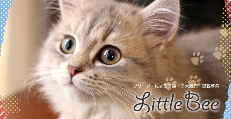 愛川町と厚木市のブリーダーならlittle Bee リトルビー マンチカン ミヌエット等子猫販売 柴犬等子犬販売 譲渡 里親募集