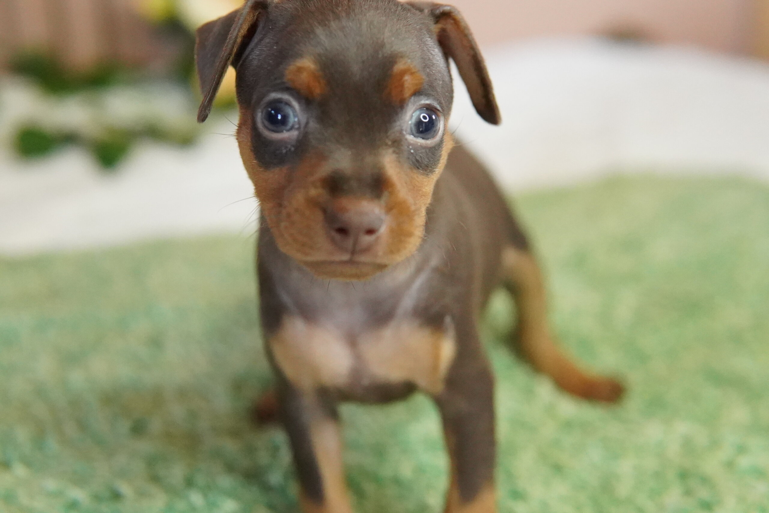 ミニチュアピンシャー 03 愛川町と厚木市のブリーダーならlittle Bee リトルビー マンチカン ミヌエット等子猫販売 柴犬等子犬販売 譲渡 里親募集