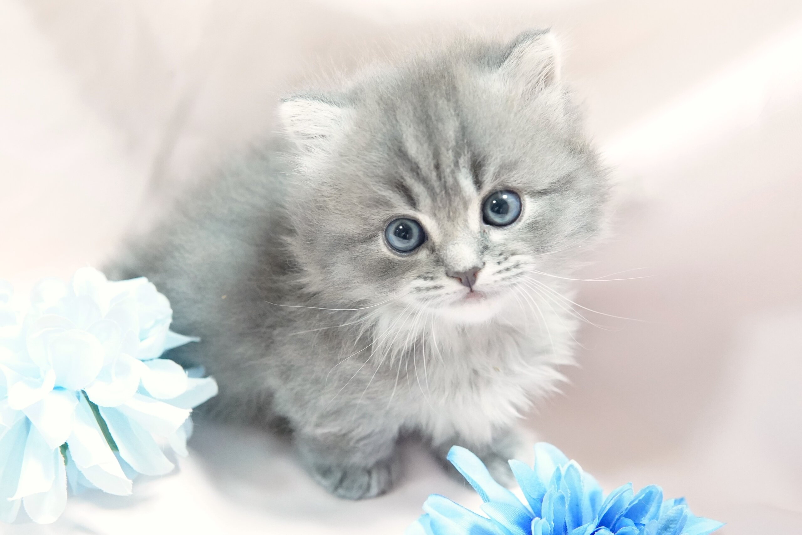 ミヌエット短足 20221123-02534 愛川町と厚木市のブリーダーならLittle