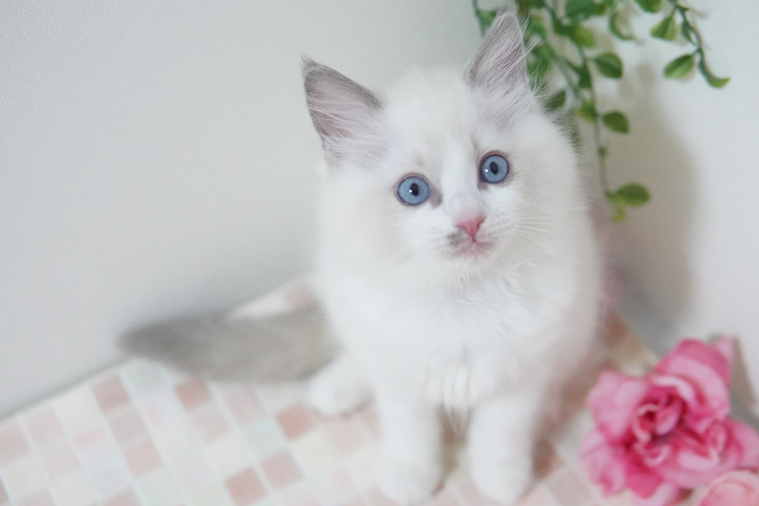 ラグドール 20221108-02258 愛川町と厚木市のブリーダーならLittle Bee