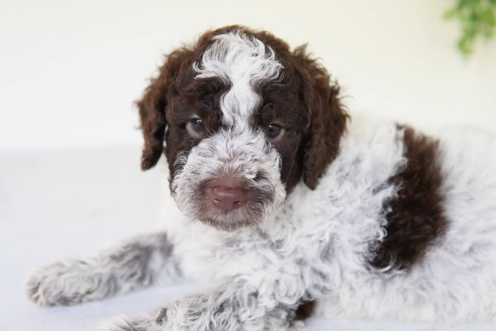 ロマーニャウォータードッグ 3 愛川町と厚木市のブリーダーならLittle Bee[リトルビー]マンチカン・ミヌエット等子猫販売・柴犬等子犬販売・譲渡・里親募集