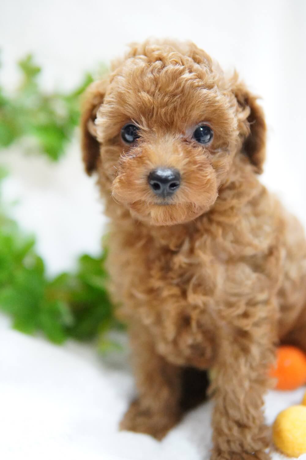 トイプードル 20250303-01430① 愛川町と厚木市のブリーダーならLittle