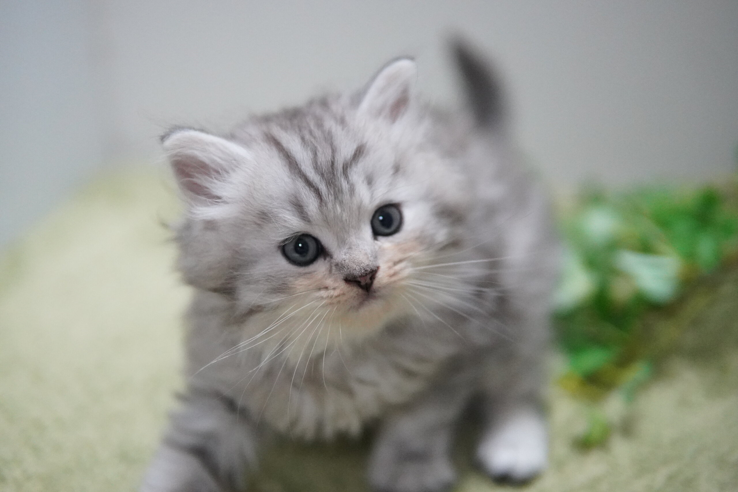 猫　ペンギン　蝶　シルバー970 ラピス　マラカイト　ブローチ他　2way ラガマフィン20260423-03720 愛川町と厚木市のブリーダーならLittle